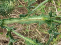 Cirsium vulgare