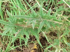 Cirsium vulgare