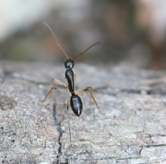 Camponotus elegans