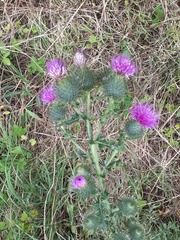 Cirsium vulgare