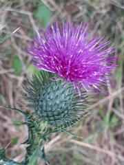 Cirsium vulgare