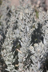 Atriplex cinerea