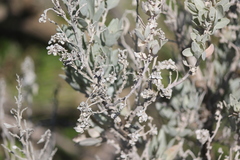 Atriplex cinerea