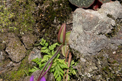 Pinguicula oblongiloba