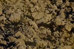 Alaudala rufescens