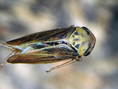 Macropsis fuscula