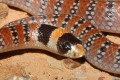 Brachyurophis australis