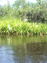 Hymenocallis concinna