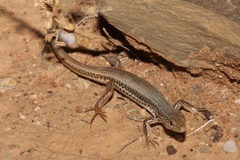 Ctenotus olympicus