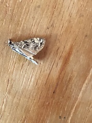 Eudonia truncicolella