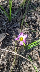 Romulea rosea australis