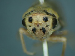 Macropsis fuscula
