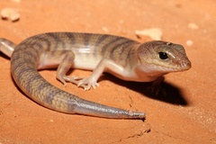 Eremiascincus richardsonii