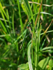 Lestes sponsa