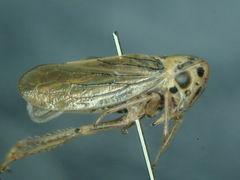 Macropsis fuscula