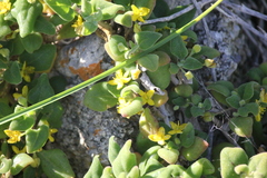 Tetragonia implexicoma