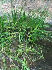 Sparganium erectum