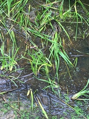 Sparganium erectum