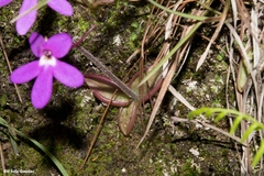 Pinguicula oblongiloba
