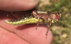 Stethophyma lineatum