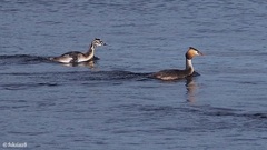 Podiceps cristatus