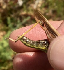 Stethophyma lineatum