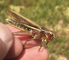 Stethophyma lineatum