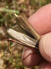 Stethophyma lineatum