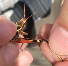 Stethophyma lineatum