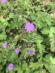 Geranium pyrenaicum