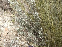 Cistus atriplicifolius