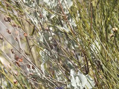 Cistus atriplicifolius