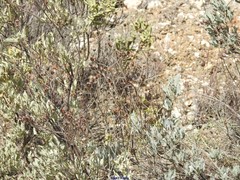 Cistus atriplicifolius