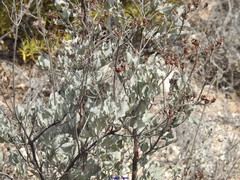 Cistus atriplicifolius