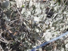 Cistus atriplicifolius