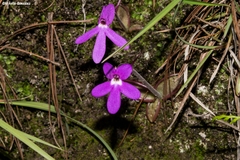 Pinguicula oblongiloba