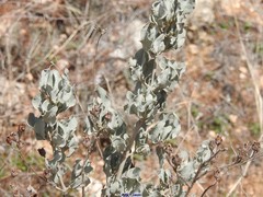 Cistus atriplicifolius
