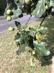 Quercus robur