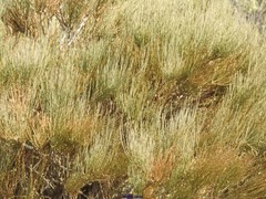 Ephedra major