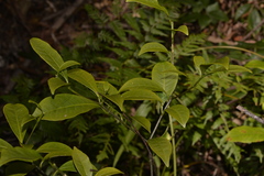 Tabernaemontana pandacaqui