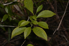 Tabernaemontana pandacaqui