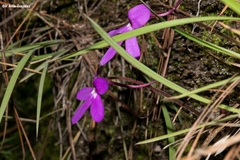 Pinguicula oblongiloba