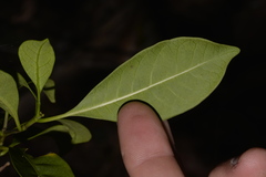 Tabernaemontana pandacaqui