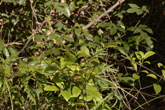 Tabernaemontana pandacaqui
