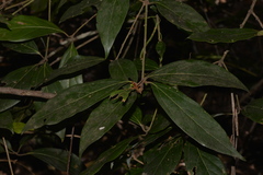 Neolitsea dealbata