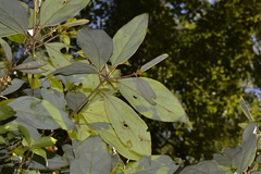 Neolitsea dealbata