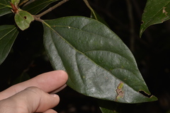 Neolitsea dealbata