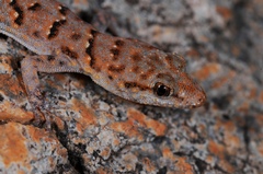 Festive Gecko photo 2