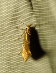 Metalampra