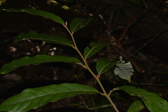 Cryptocarya obovata